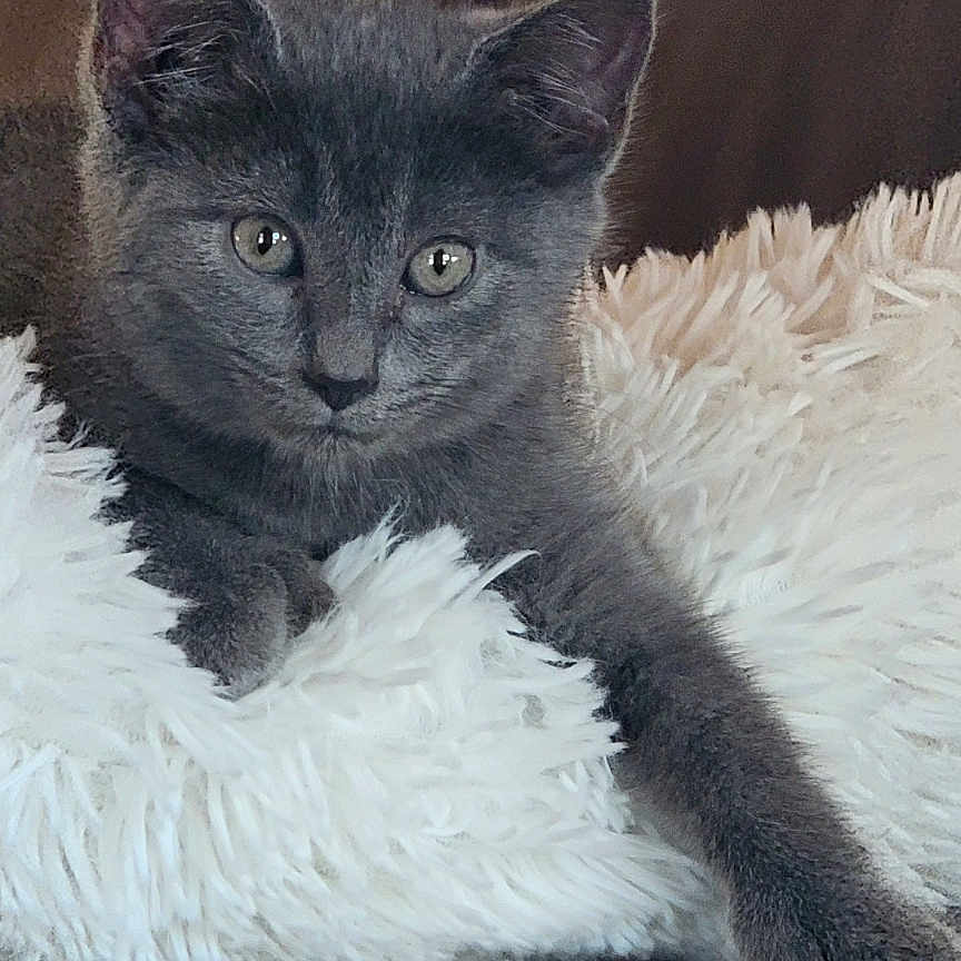 Mittens joined the competition — help win amazing prizes! abyssinian, angora, animal, blackcat, blanket, cat, couch, cushion, electronics, furniture, hardware, homedecor, indoors, kitten, manx, modem, pet, snout, text