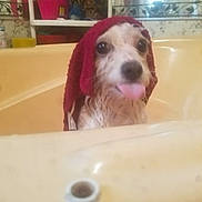 Tigerlilly is registered to the contest to win money with this photo: dog, bathtub, towel, wet, tongue_out, bathroom, cute, pet, indoor, animal, playful, small_dog, white_dog, red_towel, water, bubbles, face, expression, closeup, funny
