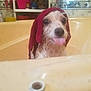 dog, bathtub, towel, wet, tongue_out, bathroom, cute, pet, indoor, animal, playful, small_dog, white_dog, red_towel, water, bubbles, face, expression, closeup, funny