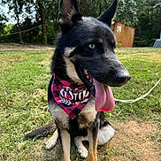 Alpine joined the competition — help win amazing prizes! accessories, animal, architecture, backyard, building, canine, dog, germanshepherd, grass, husky, nature, outdoors, pet, plant, puppy, shelter, strap, tree, vegetation, yard