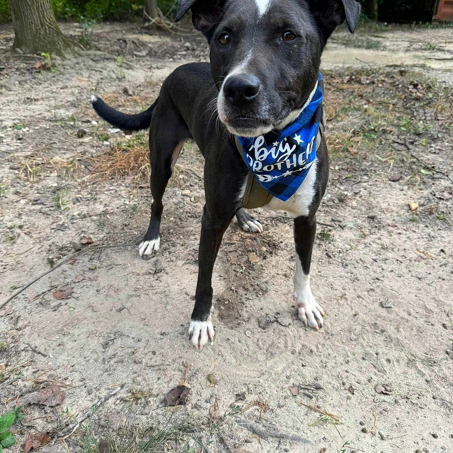 Axiss is registered to the contest to win money with this photo: accessories, animal, architecture, building, canine, dog, grass, grove, land, nature, outdoors, pet, plant, puppy, shelter, soil, strap, tree, vegetation, woodland