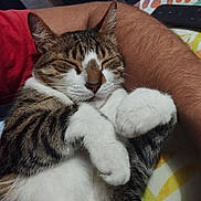 Choupi participe au concours pour gagner de l'argent avec cette photo : cat, tabby, sleeping, paws, fur, pet, animal, resting, human_arm, close_up, indoor, relaxation, comfort, cozy, white_fur, striped_fur, cute, peaceful, domestic_cat, nap