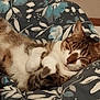 Choupi a rejoint le concours — aidez-le/la à gagner de superbes lots ! cat, tabby, sleeping, cozy, blanket, floral_pattern, indoor, pet, fur, relaxed, cute, whiskers, paws, resting, comfort, animal, domestic, cute_pet, napping, soft
