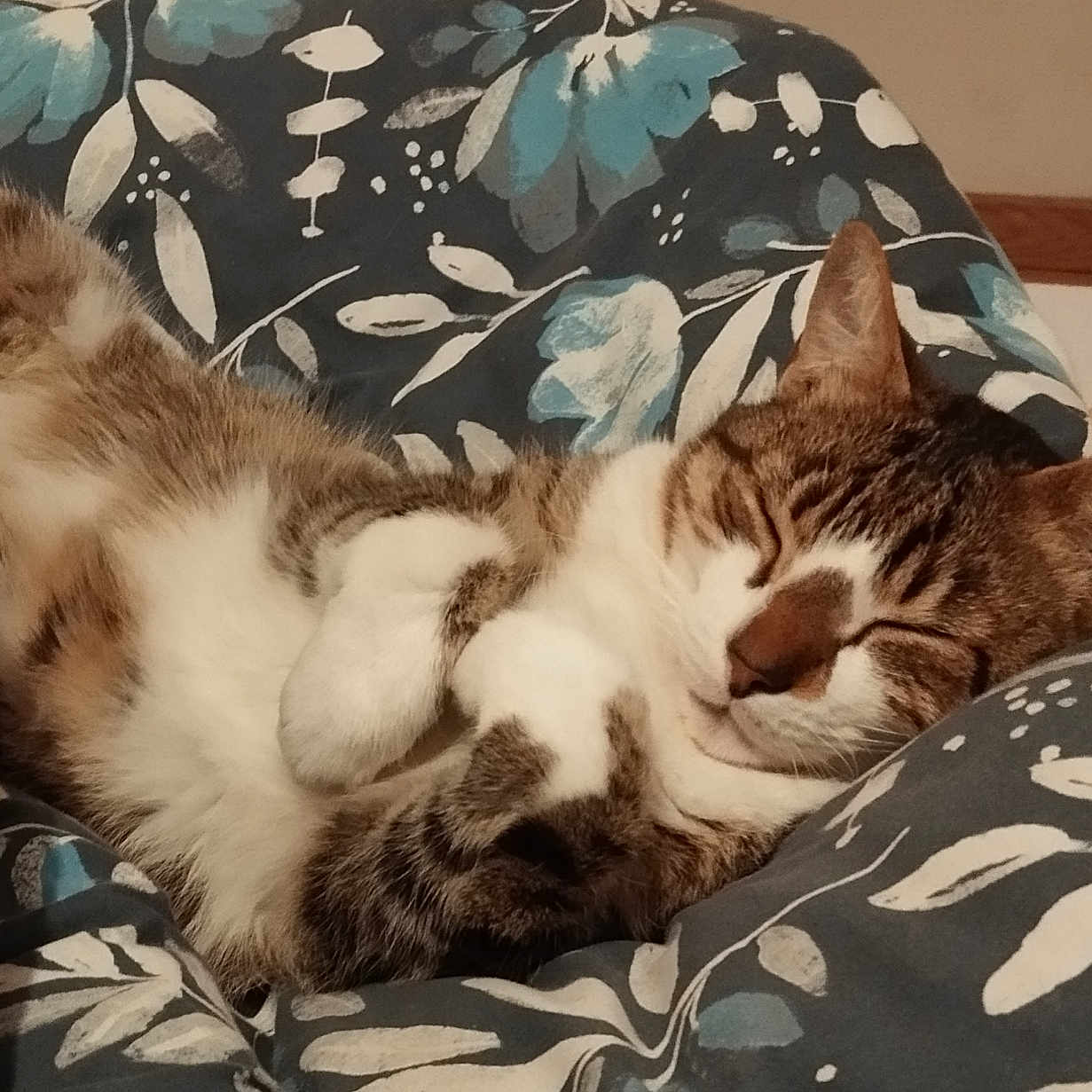 Choupi a rejoint le concours — aidez-le/la à gagner de superbes lots ! animal, blanket, cat, comfort, cozy, cute, cute_pet, domestic, floral_pattern, fur, indoor, napping, paws, pet, relaxed, resting, sleeping, soft, tabby, whiskers