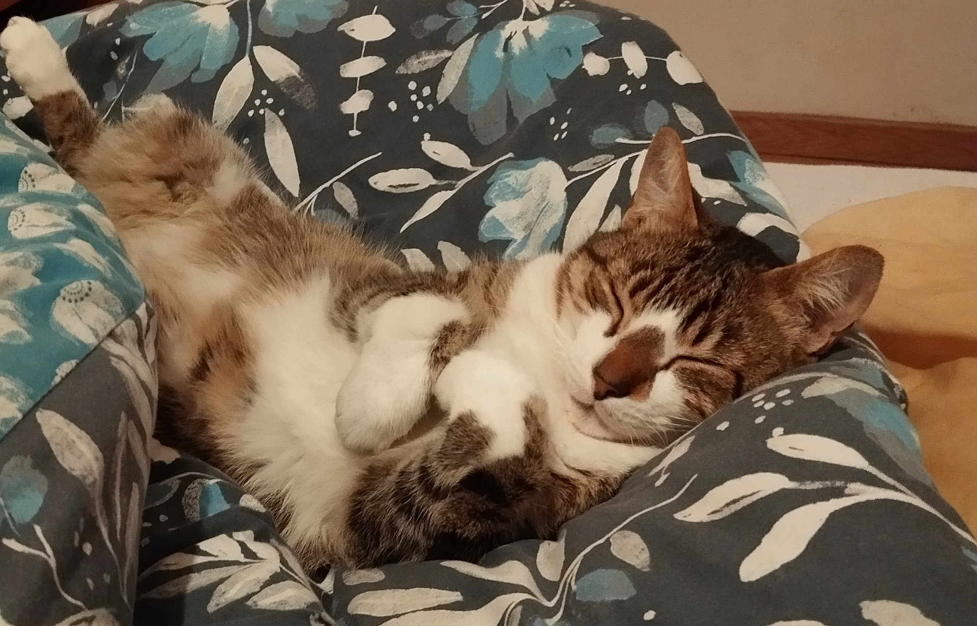 Choupi a rejoint le concours — aidez-le/la à gagner de superbes lots ! cat, tabby, sleeping, cozy, blanket, floral_pattern, indoor, pet, fur, relaxed, cute, whiskers, paws, resting, comfort, animal, domestic, cute_pet, napping, soft