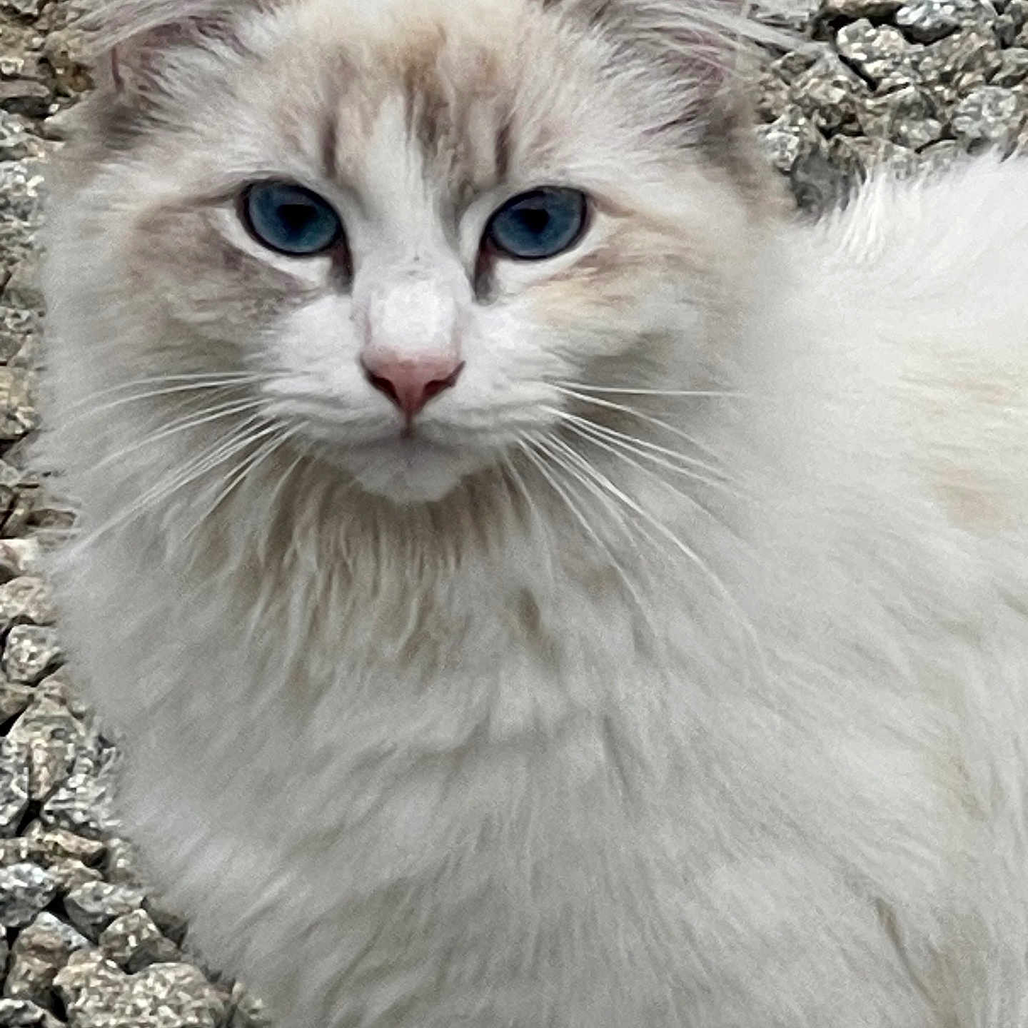 Garry Rector joined the competition — help win amazing prizes! animal, blue_eyes, cat, close_up, cute, ears, feline, fluffy, fur_texture, looking_at_camera, mammal, nature, outdoor, pet, portrait, rocks, sitting, whiskers, white_fur, wildlife