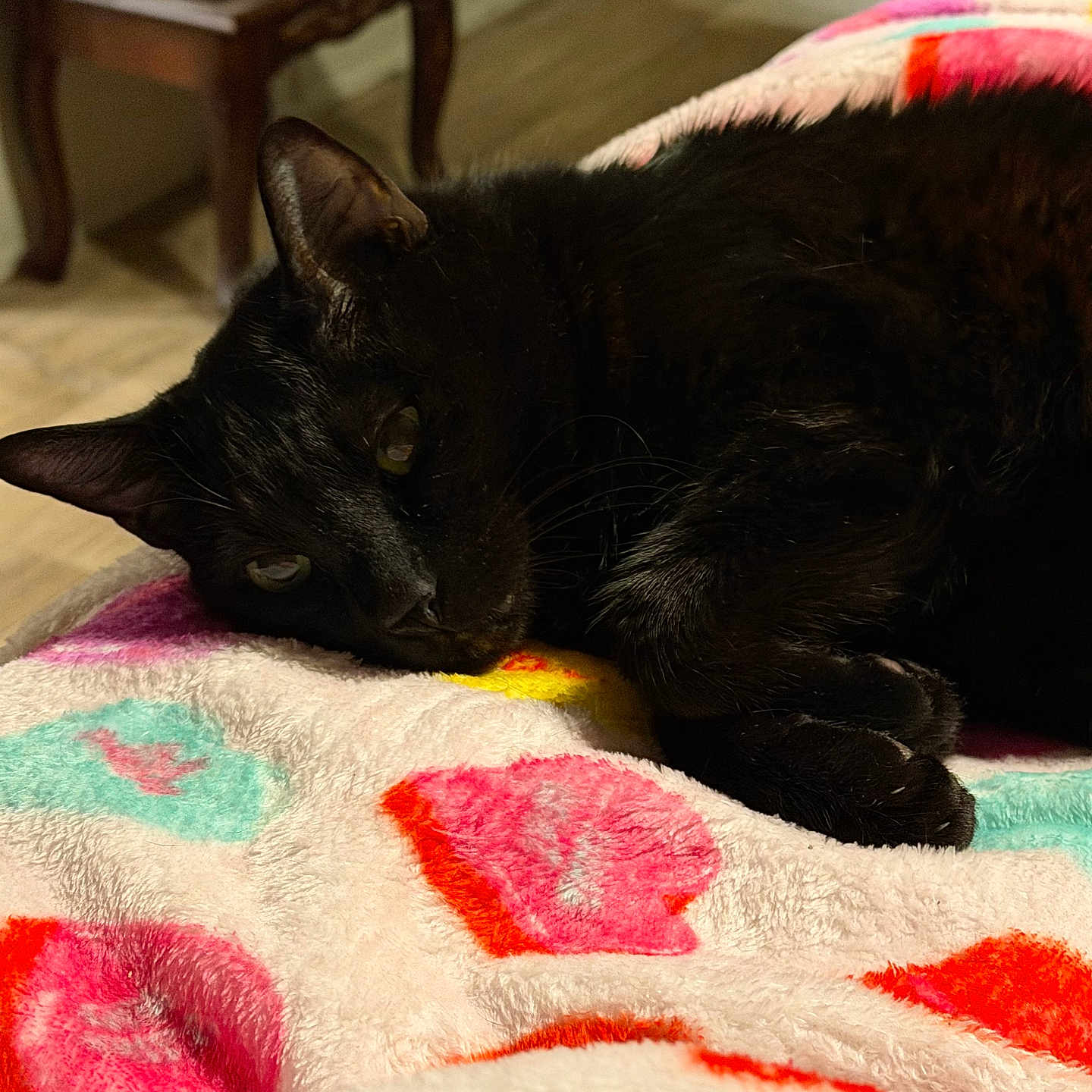 Pepperoni joined the competition — help win amazing prizes! black_cat, cat, pet, animal, indoor, blanket, colorful_blanket, furniture, wooden_floor, relaxed, cozy, lying_down, close_up, domestic_cat, soft_texture, bedroom, resting, cute, fur, whiskers