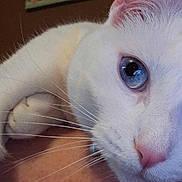Séléné a rejoint le concours — aidez-le/la à gagner de superbes lots ! cat, white_cat, blue_eyes, close_up, pet, animal, whiskers, fur, cute, domestic_cat, face, snuggling, cozy, indoor, mammal, portrait, cute_pet, feline, nose, ears