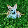 Mikey is registered to the contest to win money with this photo: dog, grass, outdoor, animal, pet, nature, green, ears, laying_down, canine, fur, alert, summer, field, small_dog, mammal, daylight, relaxing, closeup, tongue