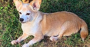 Mikey is registered to the contest to win money with this photo: dog, small_dog, tan_dog, white_dog, grass, outdoor, sunlight, relaxed, pet, animal, canine, ears, lying_down, nature, leaf, summer, daylight, mammal, quiet, resting