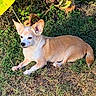 dog, small_dog, tan_dog, white_dog, grass, outdoor, sunlight, relaxed, pet, animal, canine, ears, lying_down, nature, leaf, summer, daylight, mammal, quiet, resting