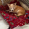 Mikey joined the competition — help win amazing prizes! dog, blanket, red_blanket, pet_bed, indoor, cozy, gated_area, resting, small_dog, brown_dog, white_fur, animal, cute, sleepy, home, comfort, furniture, paw_prints, bones, decorative
