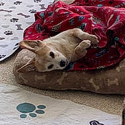 Mikey joined the competition — help win amazing prizes! dog, blanket, bed, paw_print, carpet, indoor, pet, cozy, resting, animal, fur, cute, snuggle, comfort, pattern, fabric, relax, ear, lying_down, domestic
