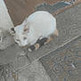 animal, calm, cat, concrete, curiosity, curious, doormat, feline, floor, looking_up, outdoor, patchy, pet, quiet, rustic, sitting, tail, texture, white_cat, worn_out