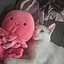 Angel a rejoint le concours — aidez-le/la à gagner de superbes lots ! animal, bed, blanket, cat, comfort, companion, cozy, cute, fur, indoor, octopus, pet, pink, plush_toy, relaxing, resting, sleepy, snuggling, soft_texture, white_cat
