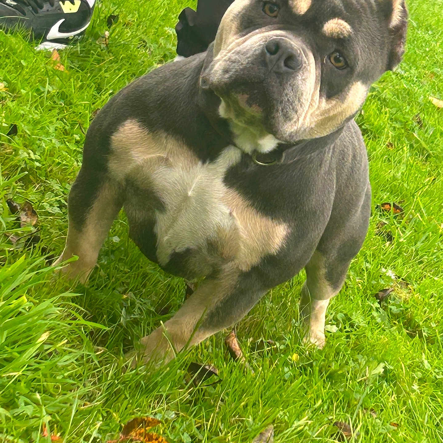 Topaze participe au concours pour gagner de l'argent avec cette photo : alert, animal, black_pants, black_shoes, canine, close_up, cropped_ears, curious, daylight, dog, grass, green_grass, head_tilt, muscular, nature, outdoor, person_legs, pet, standing, white_socks