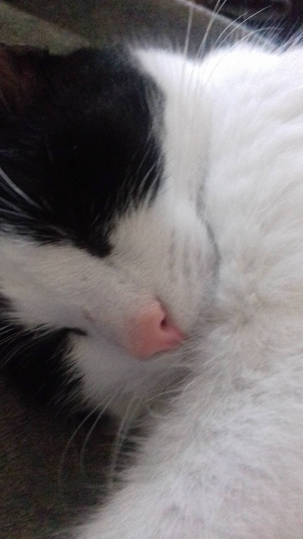 Iron participe au concours pour gagner de l'argent avec cette photo : aegean_cat, black_and_white, carnivore, cat, close_up, eye, felidae, fur, kitten, nap, nose, polydactyl_cat, small_to_medium_sized_cats, snout, turkish_angora, whiskers