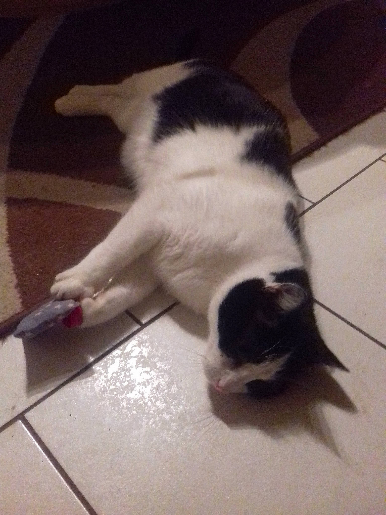 Iron participe au concours pour gagner de l'argent avec cette photo : canidae, carnivore, cat, dog_breed, felidae, floor, fur, small_to_medium_sized_cats, sporting_group, tail, whiskers