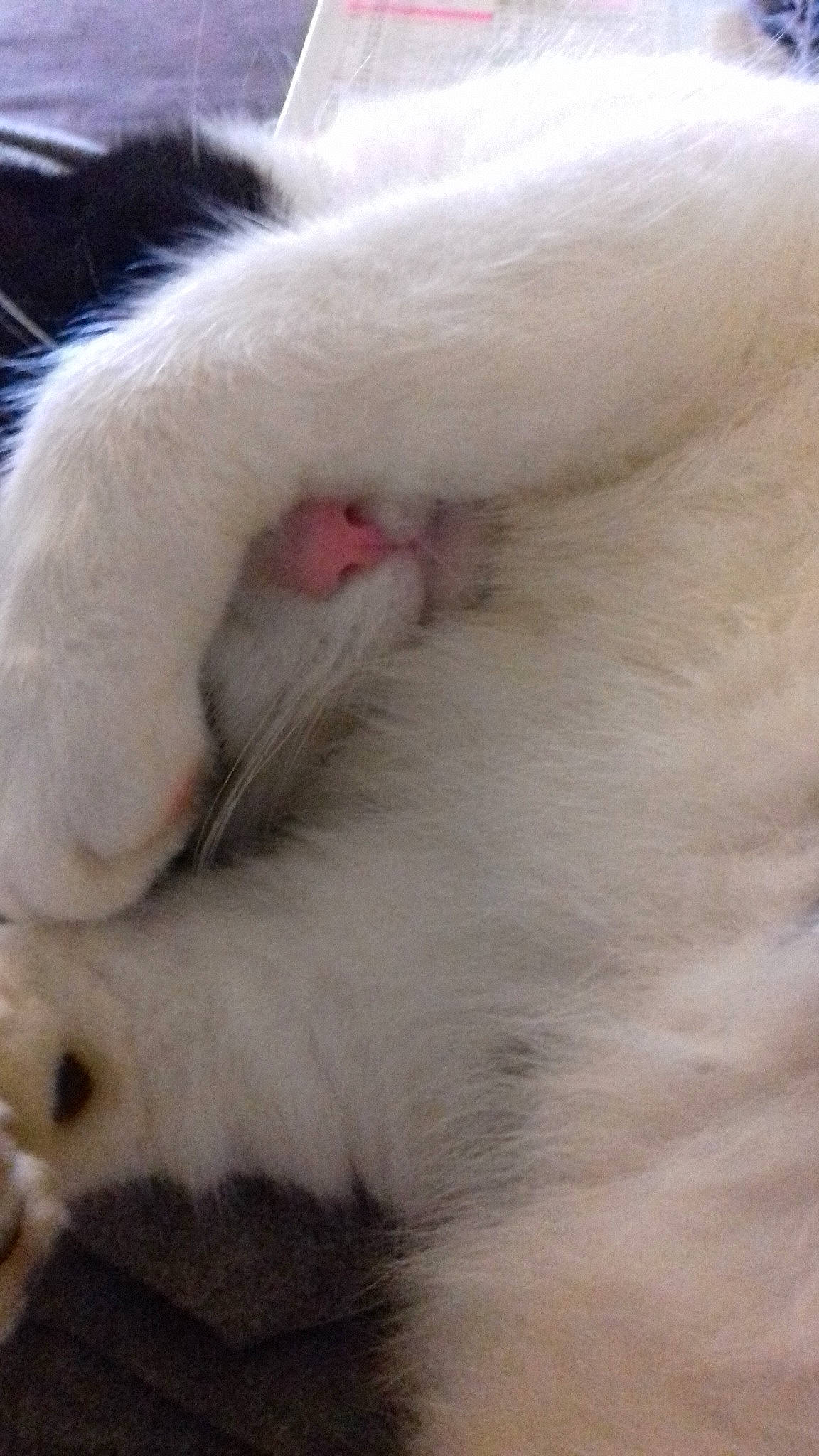 Iron participe au concours pour gagner de l'argent avec cette photo : canidae, carnivore, cat, claw, ear, fawn, felidae, fur, nose, paw, skin, small_to_medium_sized_cats, snout, tail, turkish_angora, whiskers