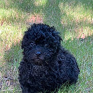 Amiri joined the competition — help win amazing prizes! puppy, dog, black_dog, curly_hair, grass, outdoor, animal, pet, young_dog, nature, sunlight, shadow, cute, fur, small_dog, mammal, eye, nose, portrait, sitting