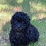 puppy, dog, black_dog, curly_hair, grass, outdoor, animal, pet, young_dog, nature, sunlight, shadow, cute, fur, small_dog, mammal, eye, nose, portrait, sitting