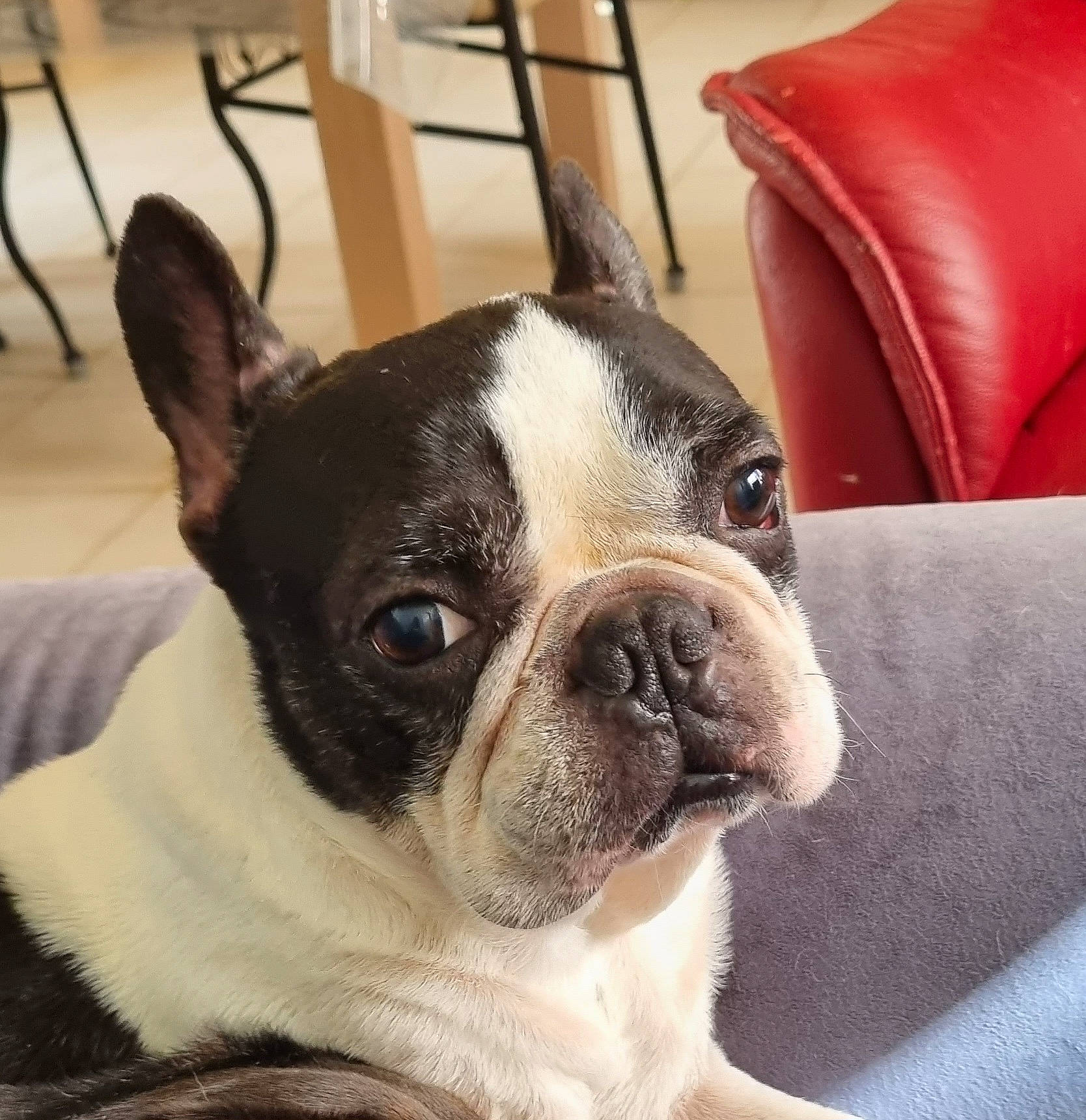 Charly participe au concours pour gagner de l'argent avec cette photo : bored, boston_terrier, bulldog, canidae, carnivore, chair, comfort, companion_dog, dog, dog_breed, ear, eye, fawn, furniture, head, snout, sporting_group, terrestrial_animal, whiskers, working_animal