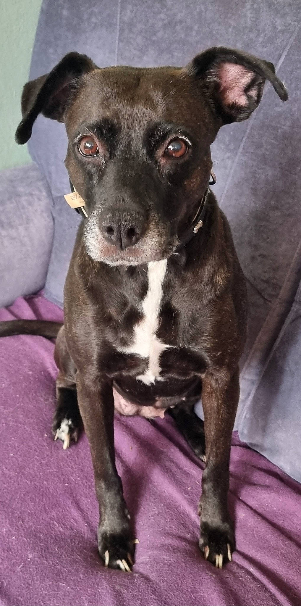 Eve participe au concours pour gagner de l'argent avec cette photo : carnivore, collar, companion_dog, dog, dog_breed, dog_collar, fawn, non_sporting_group, terrestrial_animal, whiskers, working_animal