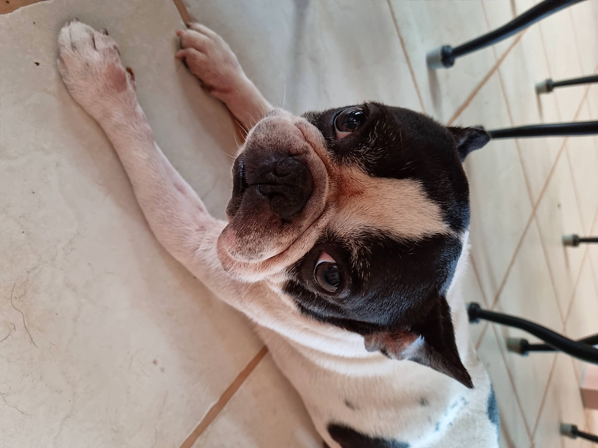 Charlinou a rejoint le concours — aidez-le/la à gagner de superbes lots ! canidae, carnivore, collar, comfort, companion_dog, dog, dog_breed, dog_collar, ear, fawn, foot, fur, jaw, paw, pet_supply, snout, sporting_group, whiskers, working_animal, wrinkle