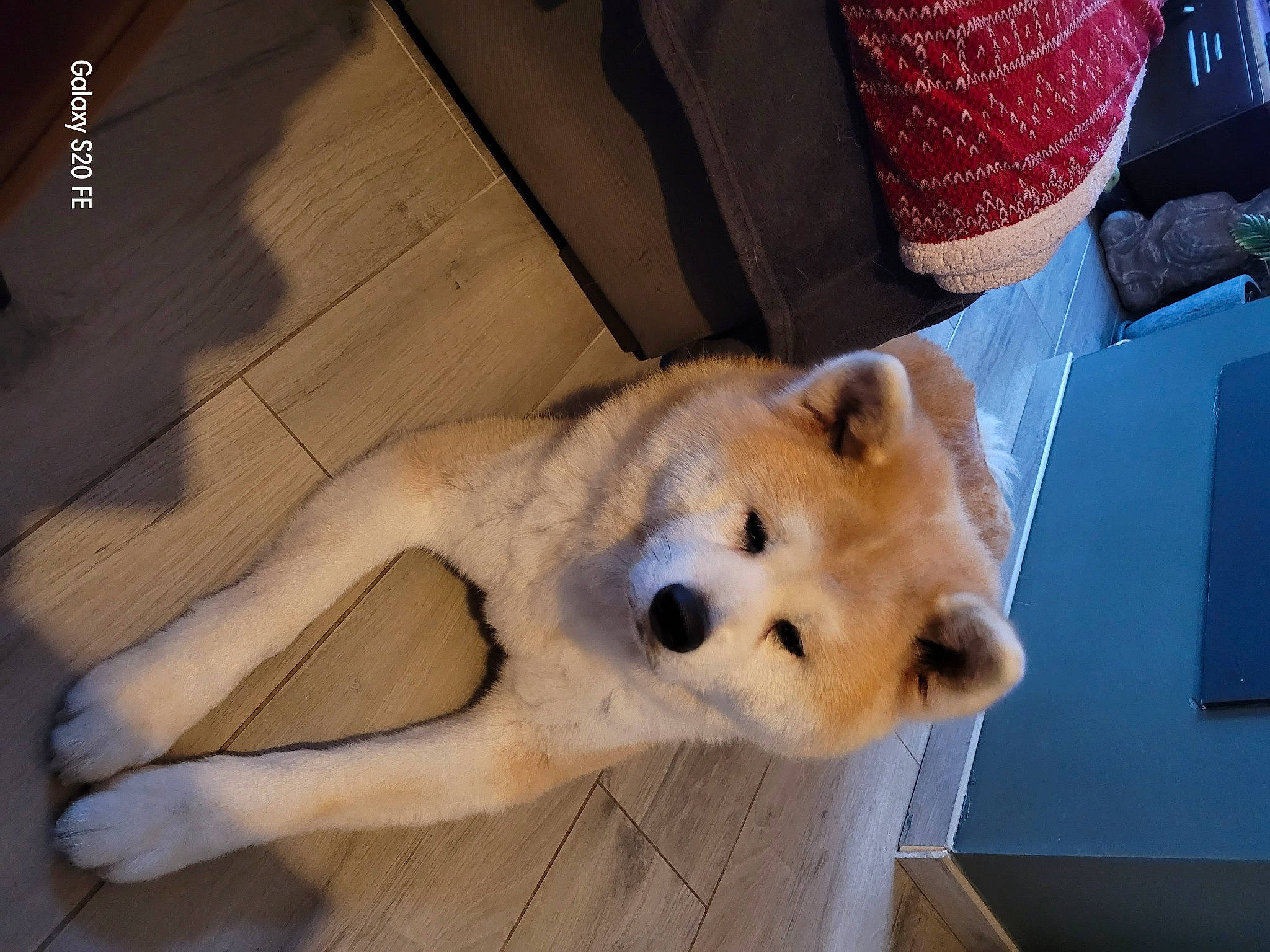 Michiko participe au concours pour gagner de l'argent avec cette photo : big_cats, canidae, carnivore, companion_dog, corgi_chihuahua, dog, dog_breed, fawn, felidae, flooring, fur, snout, spitz, sporting_group, stuffed_toy, terrestrial_animal, toy, whiskers, wildlife, working_animal