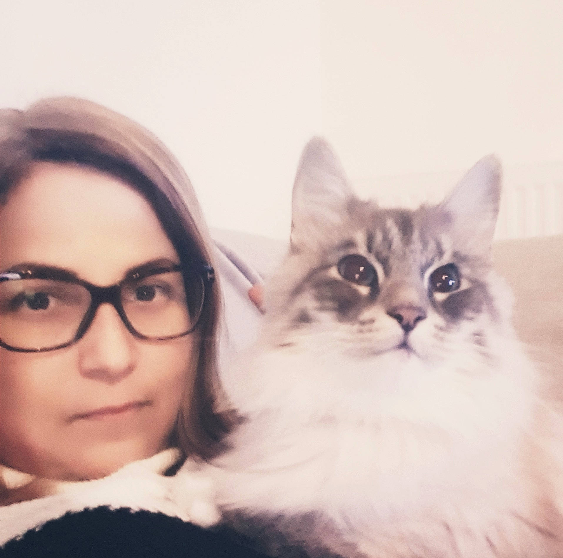 Princesse a rejoint le concours — aidez-le/la à gagner de superbes lots ! carnivore, cat, comfort, domestic_short_haired_cat, eyelash, eyewear, felidae, fur, gesture, glasses, happy, iris, mammal, nose, paw, small_to_medium_sized_cats, snout, tail, vision_care, whiskers