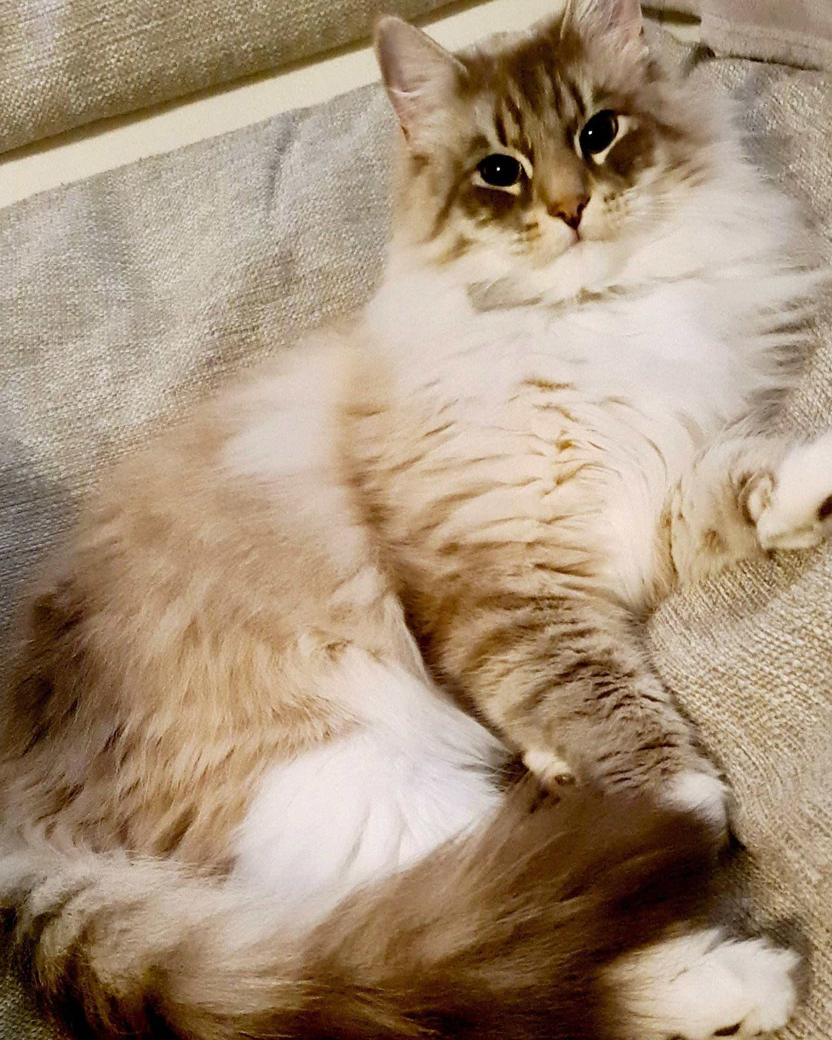 Princesse participe au concours pour gagner de l'argent avec cette photo : carnivore, cat, claw, comfort, domestic_short_haired_cat, fawn, felidae, fur, paw, sitting, small_to_medium_sized_cats, snout, tail, terrestrial_animal, tree, whiskers