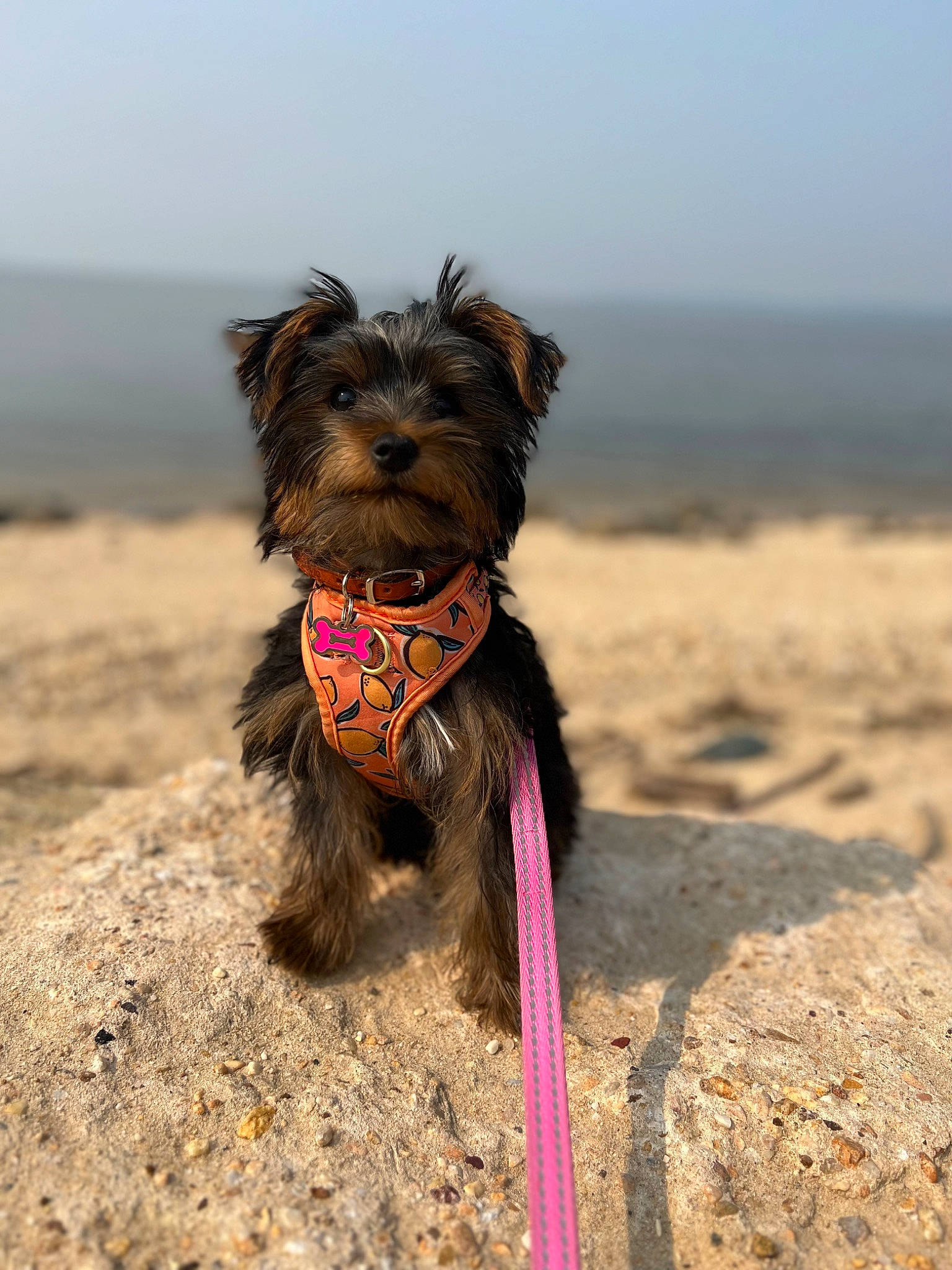 Miley joined the competition — help win amazing prizes! carnivore, collar, companion_dog, dog, dog_breed, dog_collar, dog_supply, fashion_accessory, fawn, leash, liver, pet_supply, sky, small_terrier, snout, sporting_group, terrier, toy_dog, water_dog, working_animal