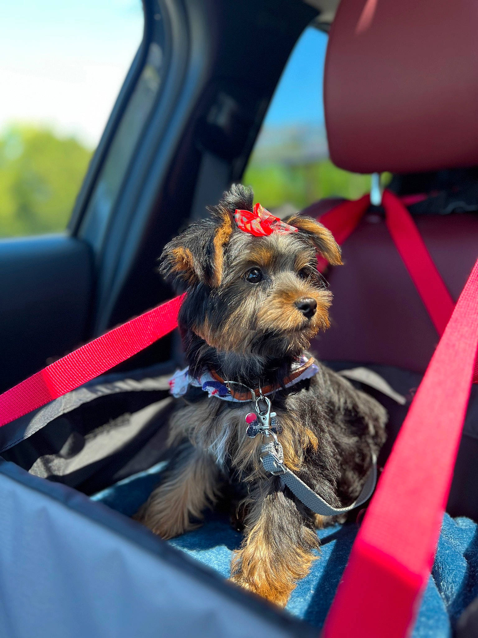 Miley is registered to the contest to win money with this photo: carnivore, collar, companion_dog, dog, dog_breed, dog_collar, dog_supply, electric_blue, fashion_accessory, fawn, leash, liver, small_terrier, snout, sporting_group, terrier, toy_dog, vehicle, vehicle_door, water_dog