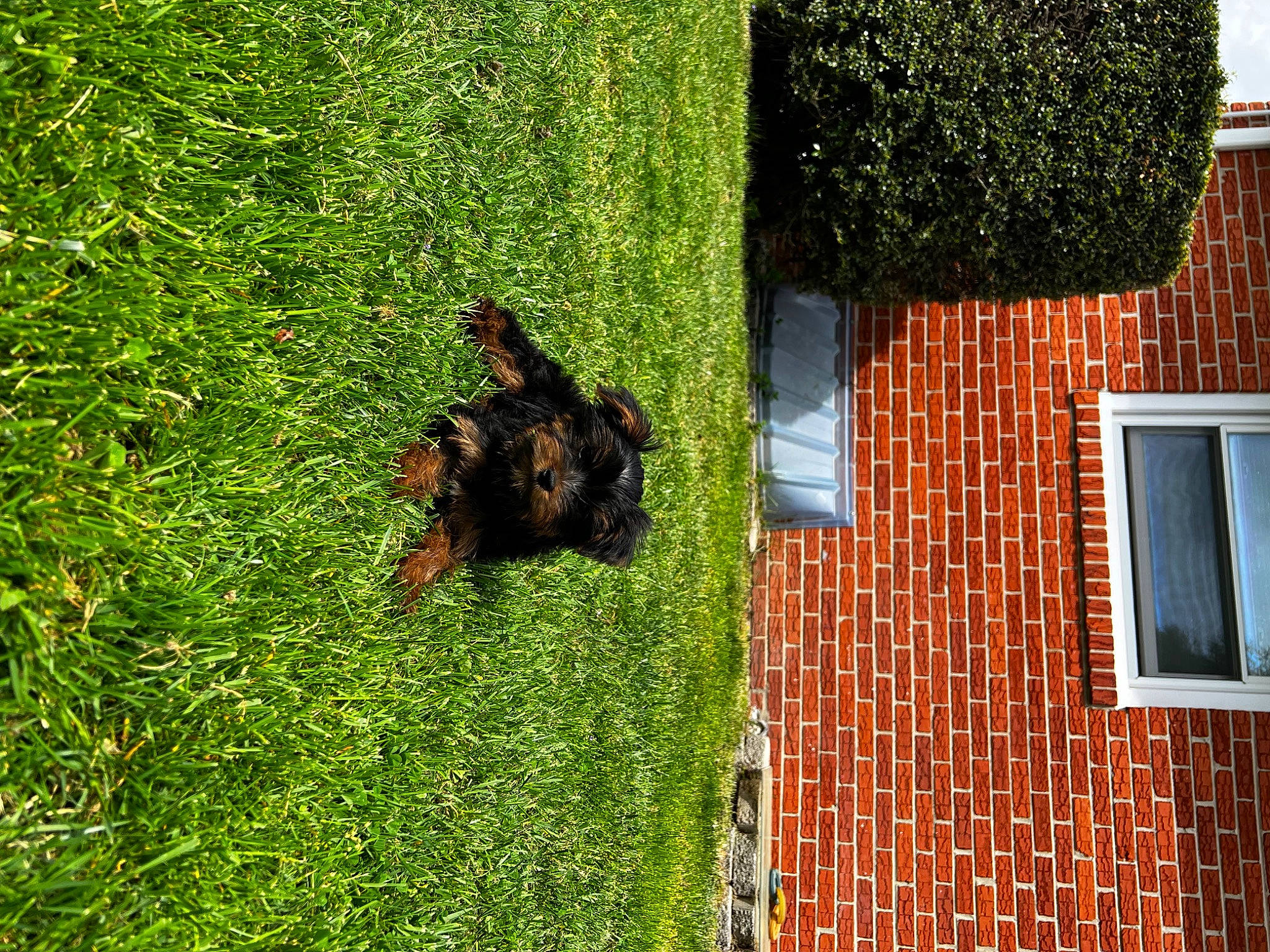Miley is registered to the contest to win money with this photo: brick, brickwork, building, canidae, carnivore, dog, dog_breed, facade, fawn, grass, groundcover, house, lawn, plant, sash_window, shrub, sporting_group, tail, terrestrial_animal, window