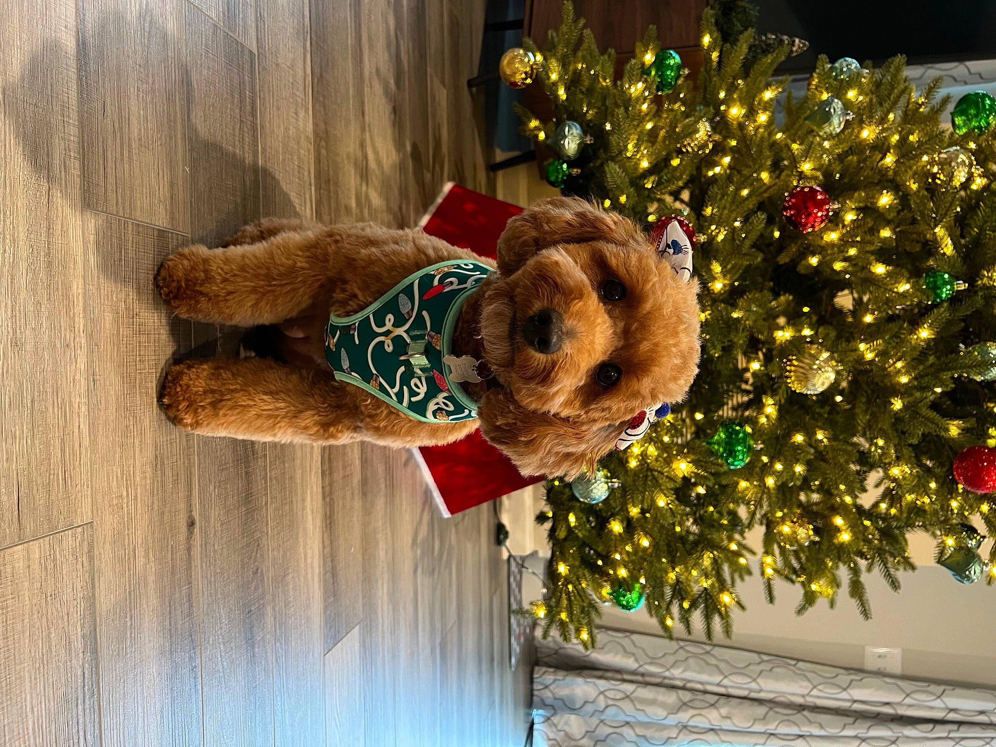 Georgia is registered to the contest to win money with this photo: christmas, christmas_decoration, christmas_ornament, christmas_tree, conifer, event, fawn, fun, fur, happy, hardwood, hat, holiday, holiday_ornament, mammal, ornament, plant, tree, vertebrate, wood