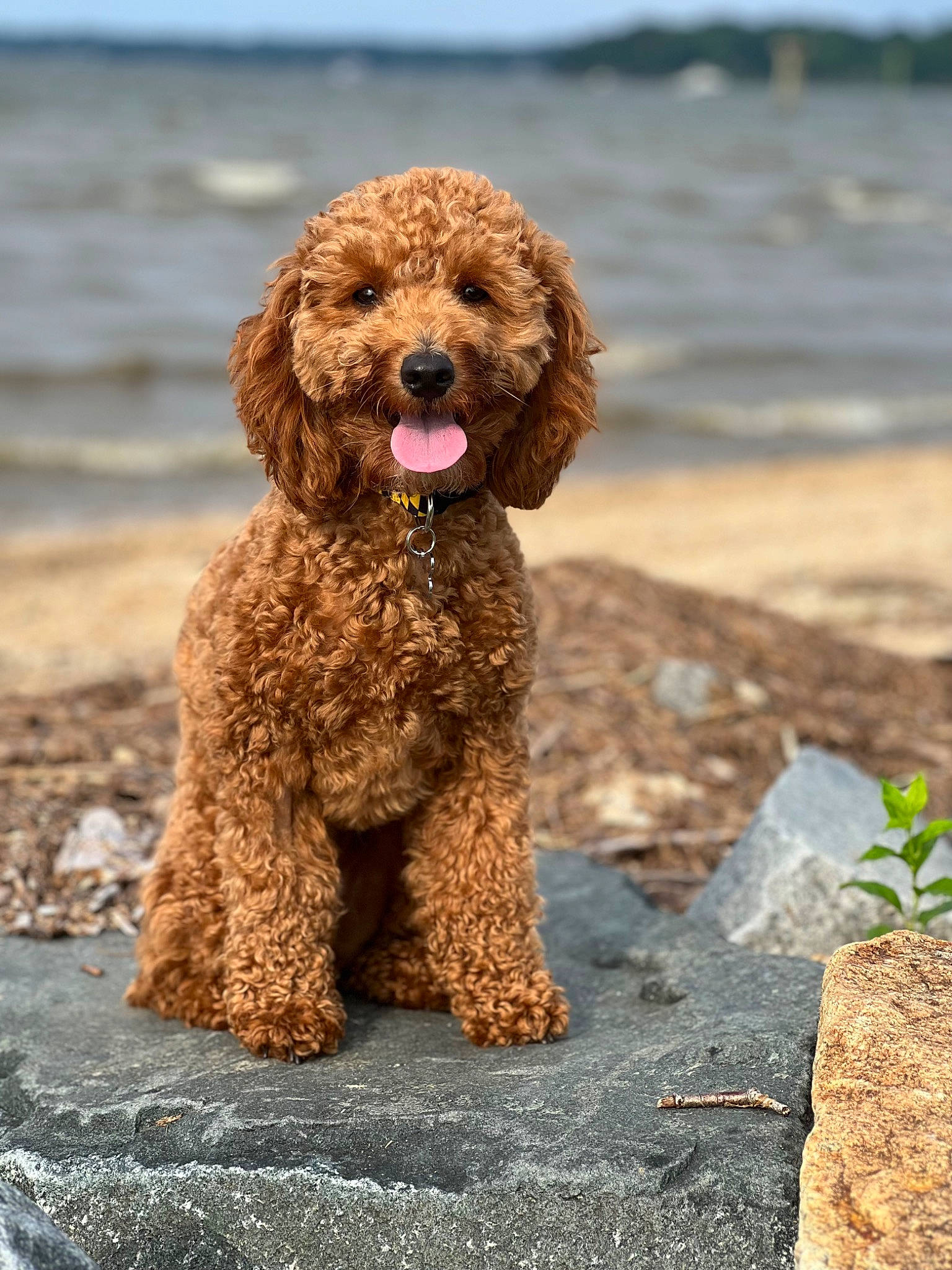 Georgia joined the competition — help win amazing prizes! canidae, carnivore, companion_dog, dog, dog_breed, liver, non_sporting_group, poodle, poodle_crossbreed, sky, snout, soil, sporting_group, terrestrial_animal, toy_dog, water, water_dog, working_animal
