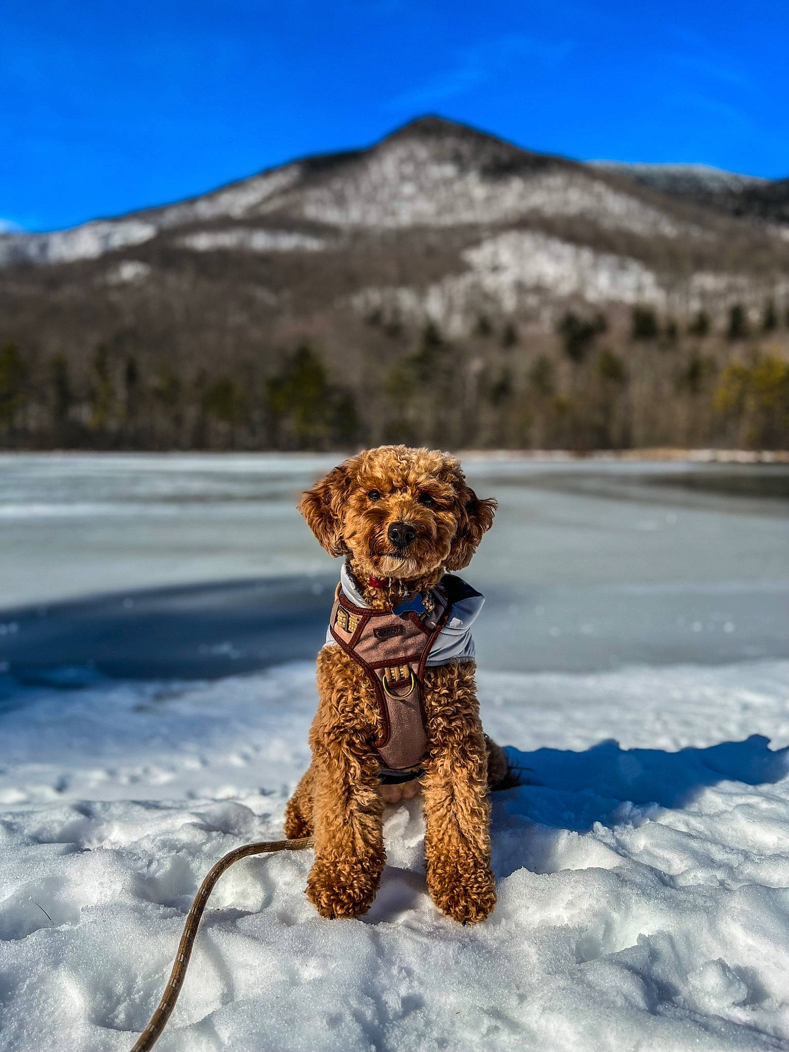 Georgia is registered to the contest to win money with this photo: carnivore, collar, companion_dog, dog, dog_breed, dog_collar, fawn, freezing, fur, landscape, leash, mountain, pet_supply, sky, snout, snow, sporting_group, tail, water_dog, winter