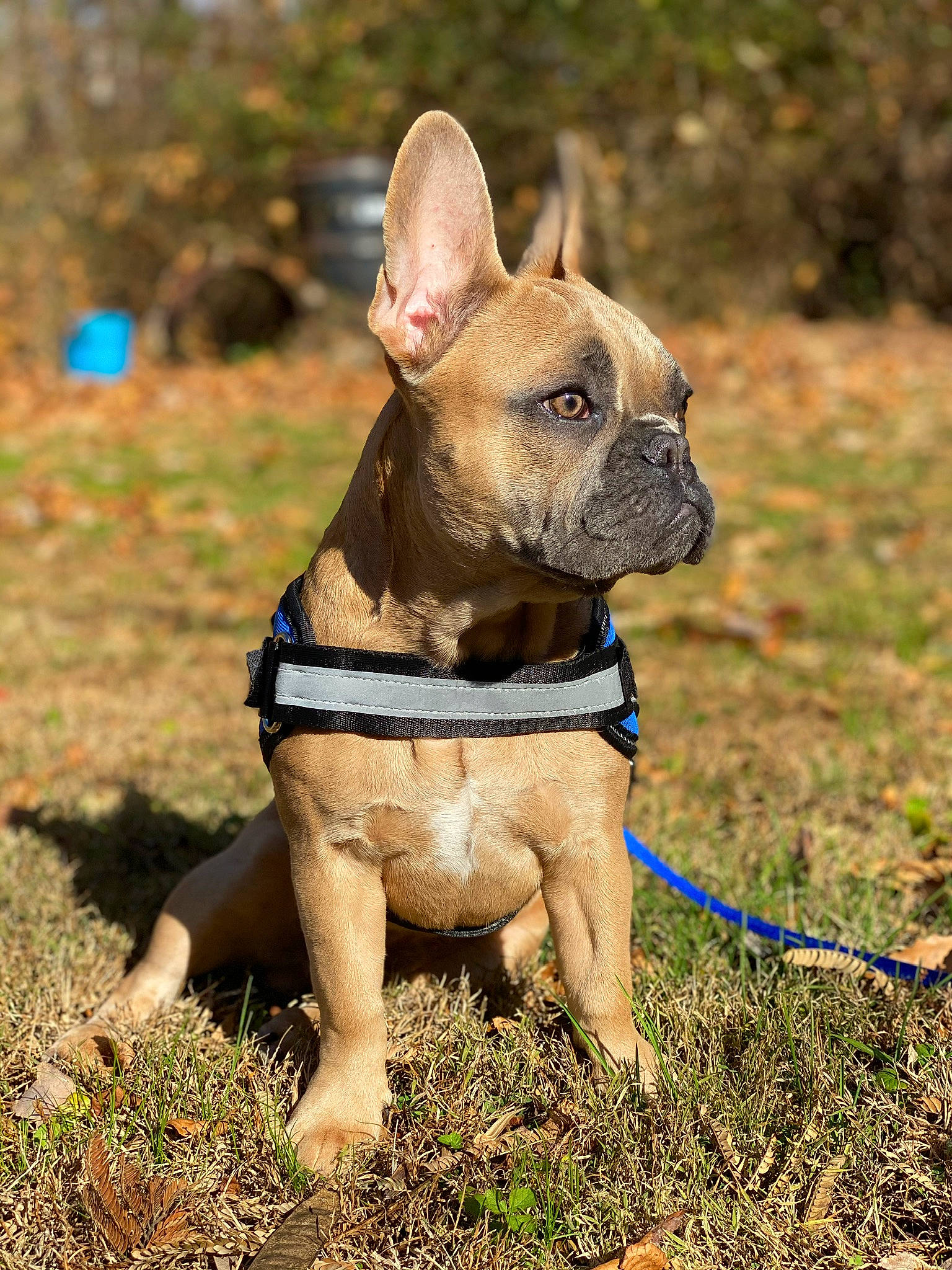 Duke is registered to the contest to win money with this photo: adventure, bulldog, canidae, carnivore, collar, companion_dog, dog, dog_breed, dog_collar, fawn, french_bulldog, grass, leash, mammal, non_sporting_group, rare_breed_dog, snout, sporting_group, toy_bulldog, vertebrate