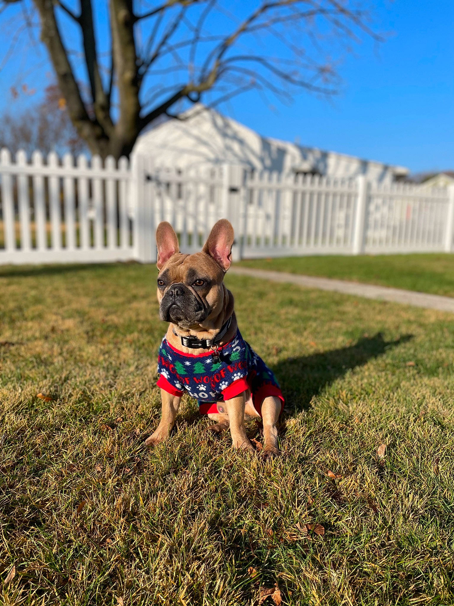 Duke joined the competition — help win amazing prizes! canidae, carnivore, companion_dog, dog, dog_breed, dog_clothes, fawn, french_bulldog, grass, lawn, mammal, miniature_pinscher, non_sporting_group, plant, puppy, sky, summer, tree