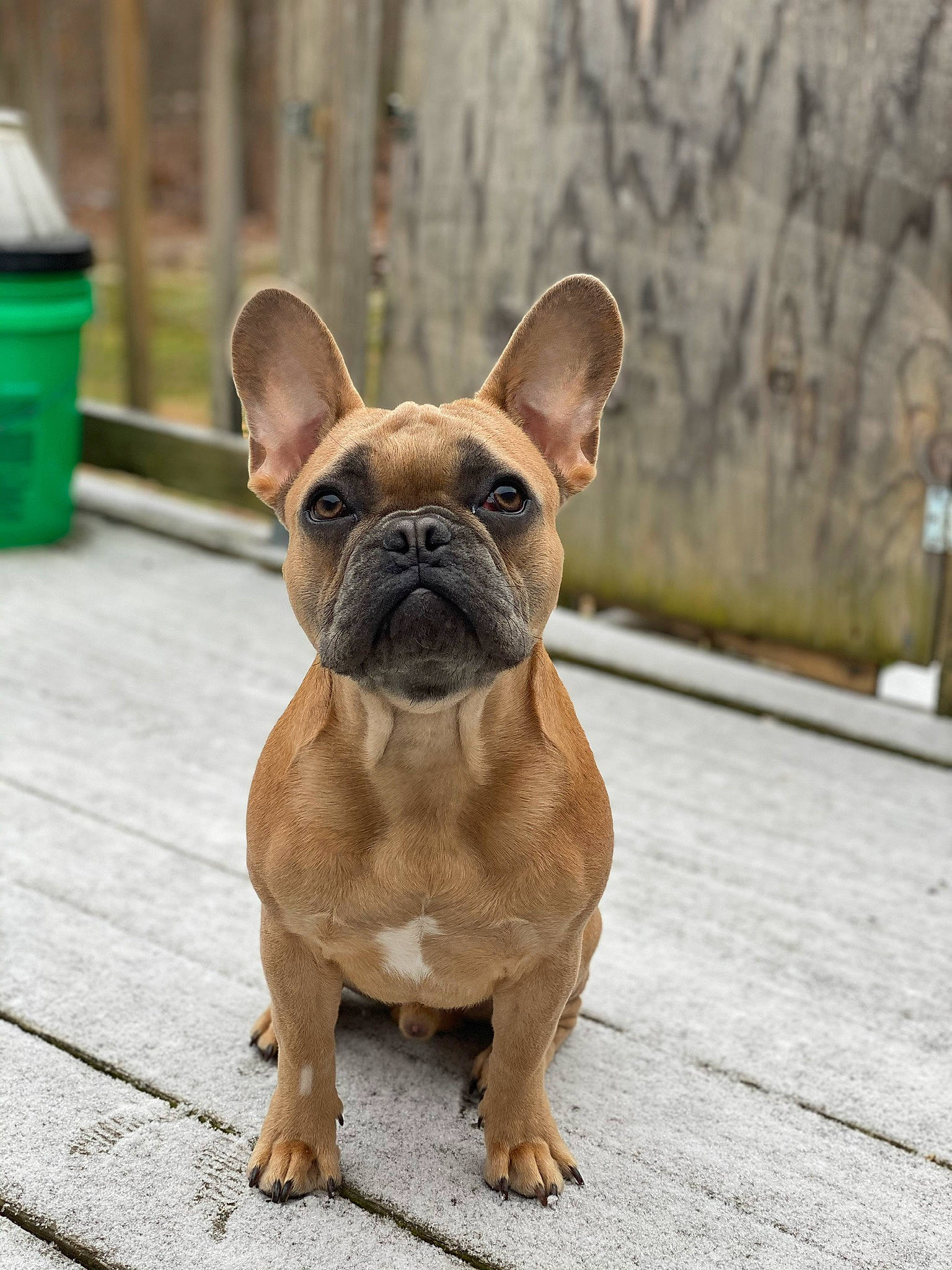Duke joined the competition — help win amazing prizes! ancient_dog_breeds, bulldog, canidae, carnivore, companion_dog, dog, dog_breed, dog_collar, fawn, french_bulldog, mammal, non_sporting_group, puppy, rare_breed_dog, snout, toy_bulldog, vertebrate