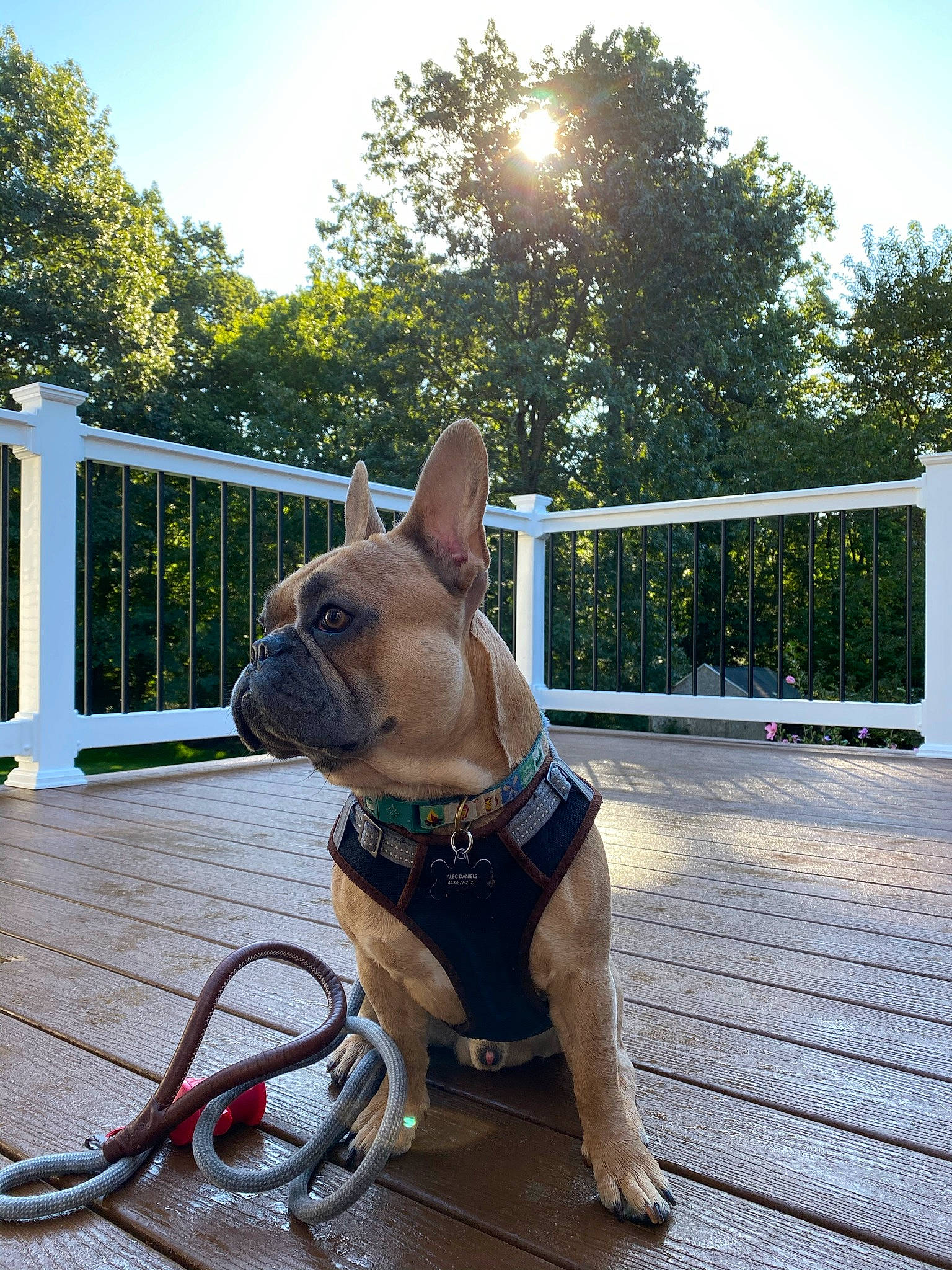 Duke is registered to the contest to win money with this photo: bullmastiff, canidae, carnivore, companion_dog, dog, dog_breed, dog_collar, fawn, french_bulldog, leash, non_sporting_group, snout, vacation
