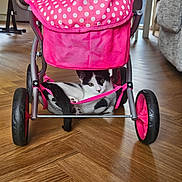 Lillie joined the competition — help win amazing prizes! cat, stroller, pink, polka_dot, mesh_basket, wooden_floor, indoor, pet, animal, black_and_white, curious, relaxed, wheel, fabric, furniture, home, cozy, cute, resting, floor