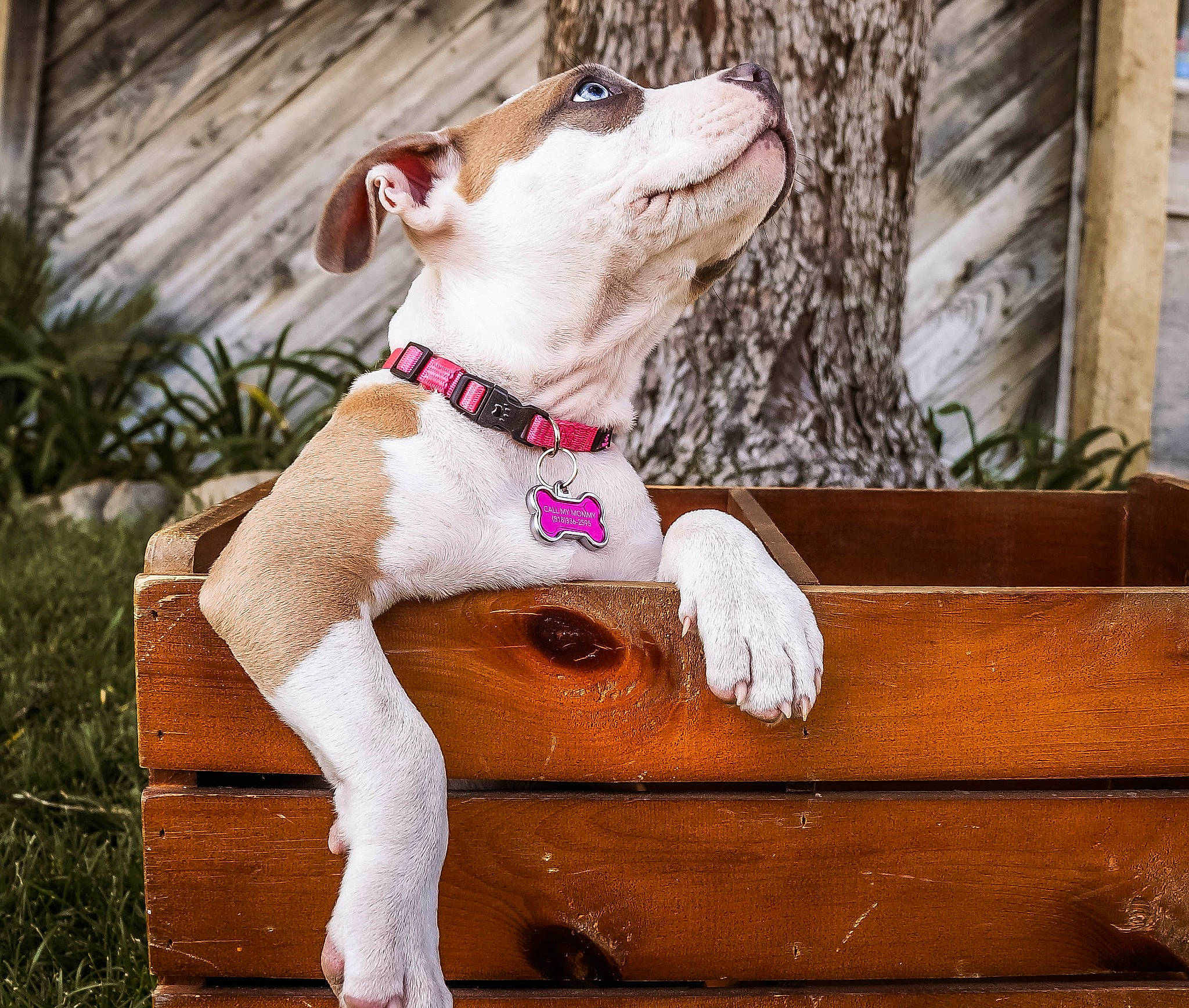 Pink The Pit is registered to the contest to win money with this photo: american_staffordshire_terrier, canidae, carnivore, companion_dog, dog, dog_breed, dog_collar, ear, fawn, feist, jack_russell_terrier, mammal, pink, puppy, rat_terrier, russell_terrier, sitting, snout
