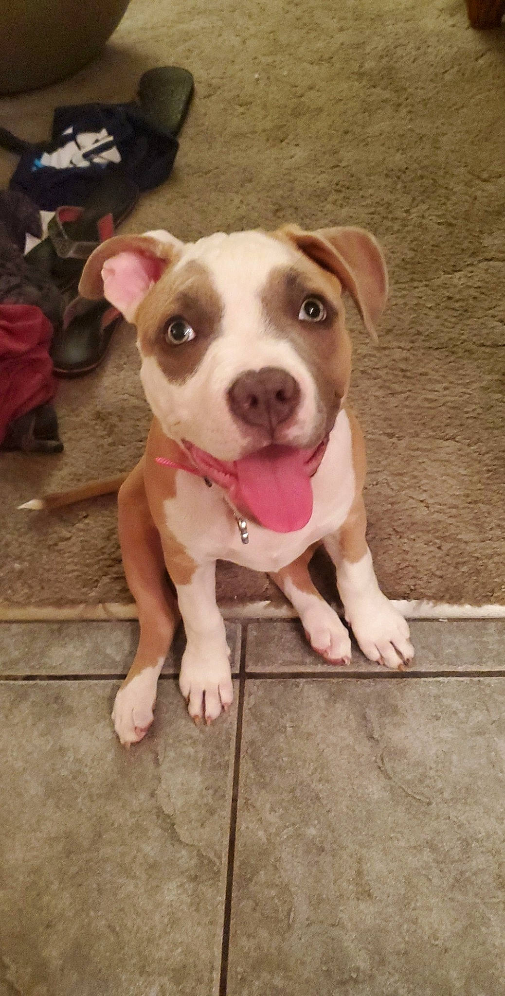 Pink The Pit joined the competition — help win amazing prizes! american_bulldog, american_pit_bull_terrier, american_staffordshire_terrier, bull_and_terrier, canidae, carnivore, dog, dog_breed, fawn, mammal, non_sporting_group, nose, pit_bull, puppy, rare_breed_dog, snout, staffordshire_bull_terrier, valley_bulldog, vertebrate