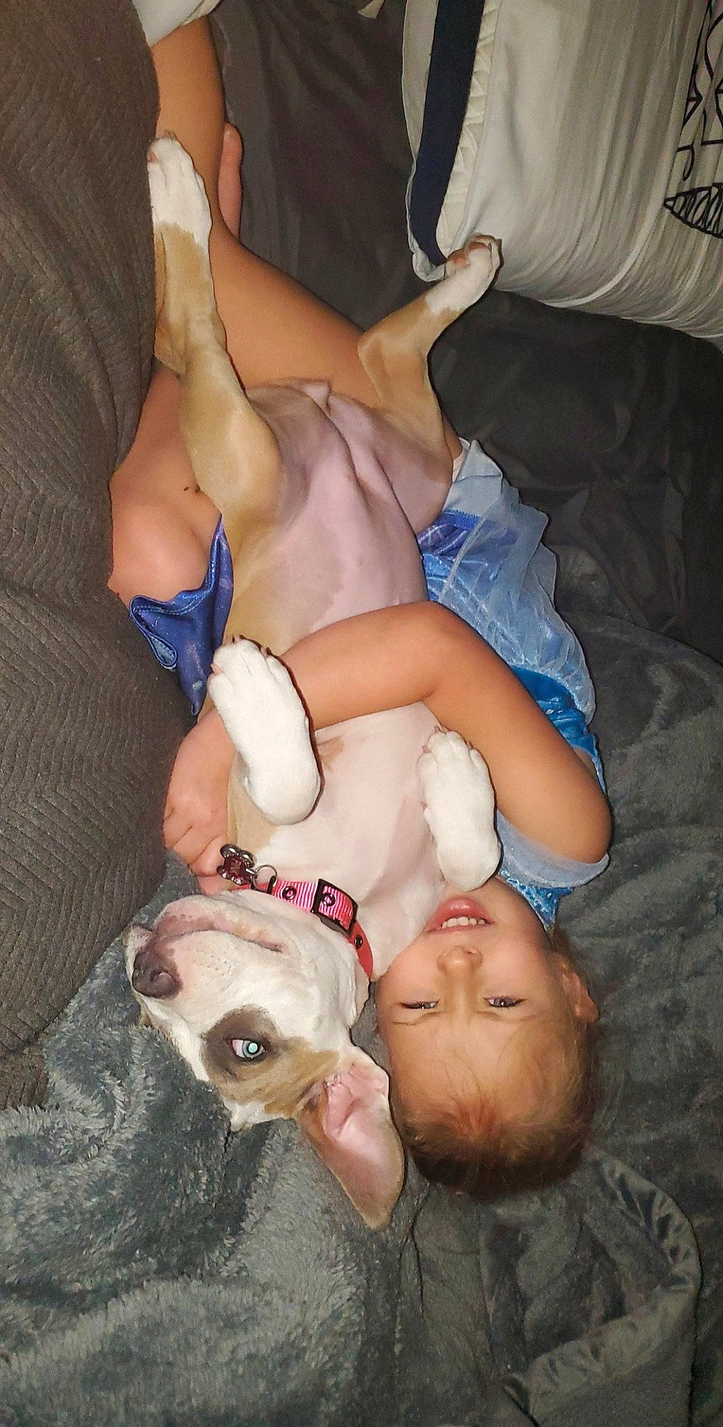 Pink The Pit joined the competition — help win amazing prizes! canidae, child, fawn, leg