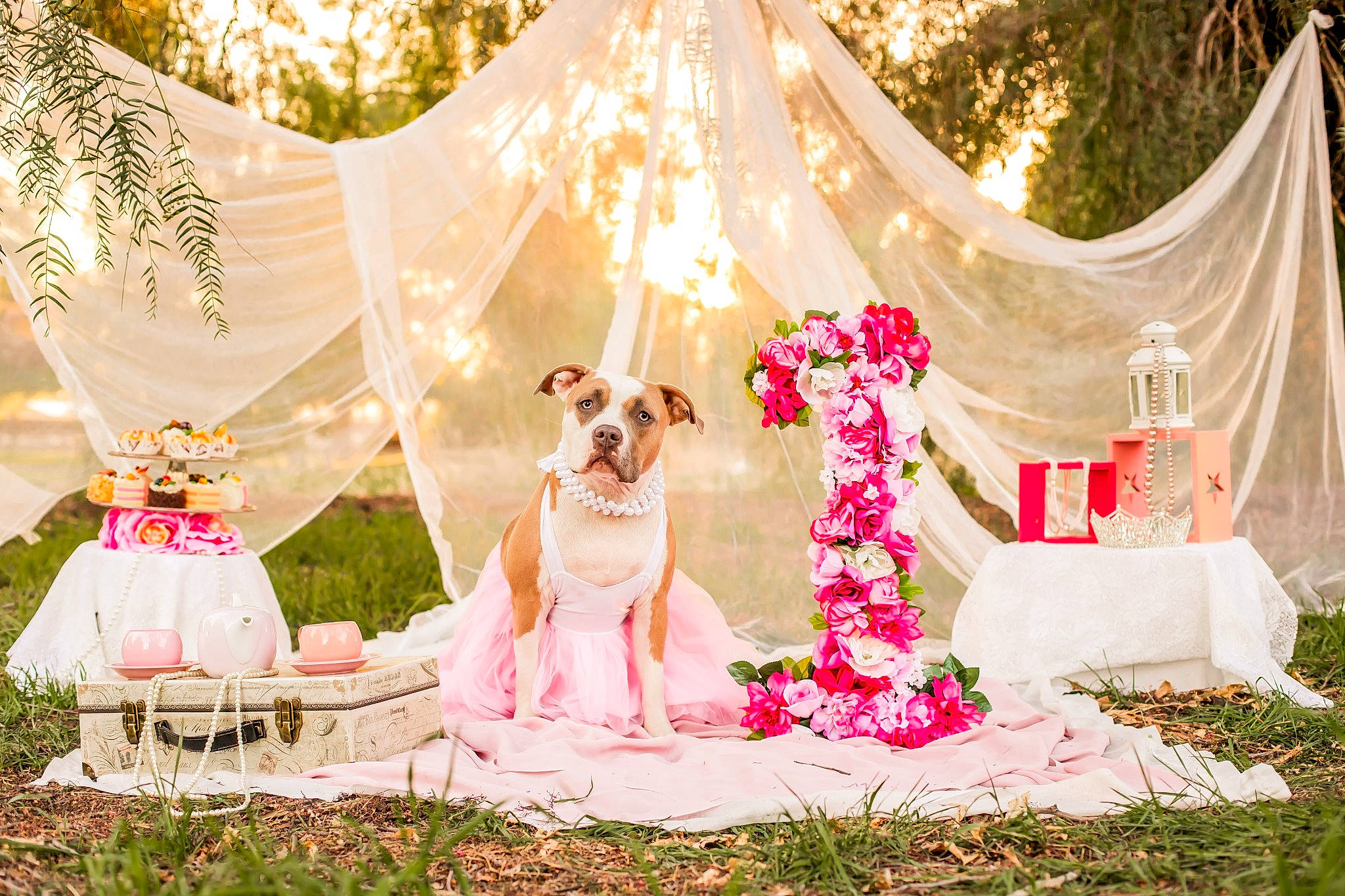 Pink joined the competition — help win amazing prizes! botany, bridal_clothing, carnivore, decoration, dog, event, fawn, flower, flower_arranging, function_hall, grass, happy, leisure, nature, petal, pink, plant, textile, tree, wedding_ceremony_supply