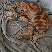 Miela participe au concours pour gagner de l'argent avec cette photo : blanket, cat, couch, cozy, cute, fur, indoor, napping, orange_cat, paw, pet, pink_nose, portrait, relaxed, sleeping, striped, tabby, toe_beans, upside_down, whiskers