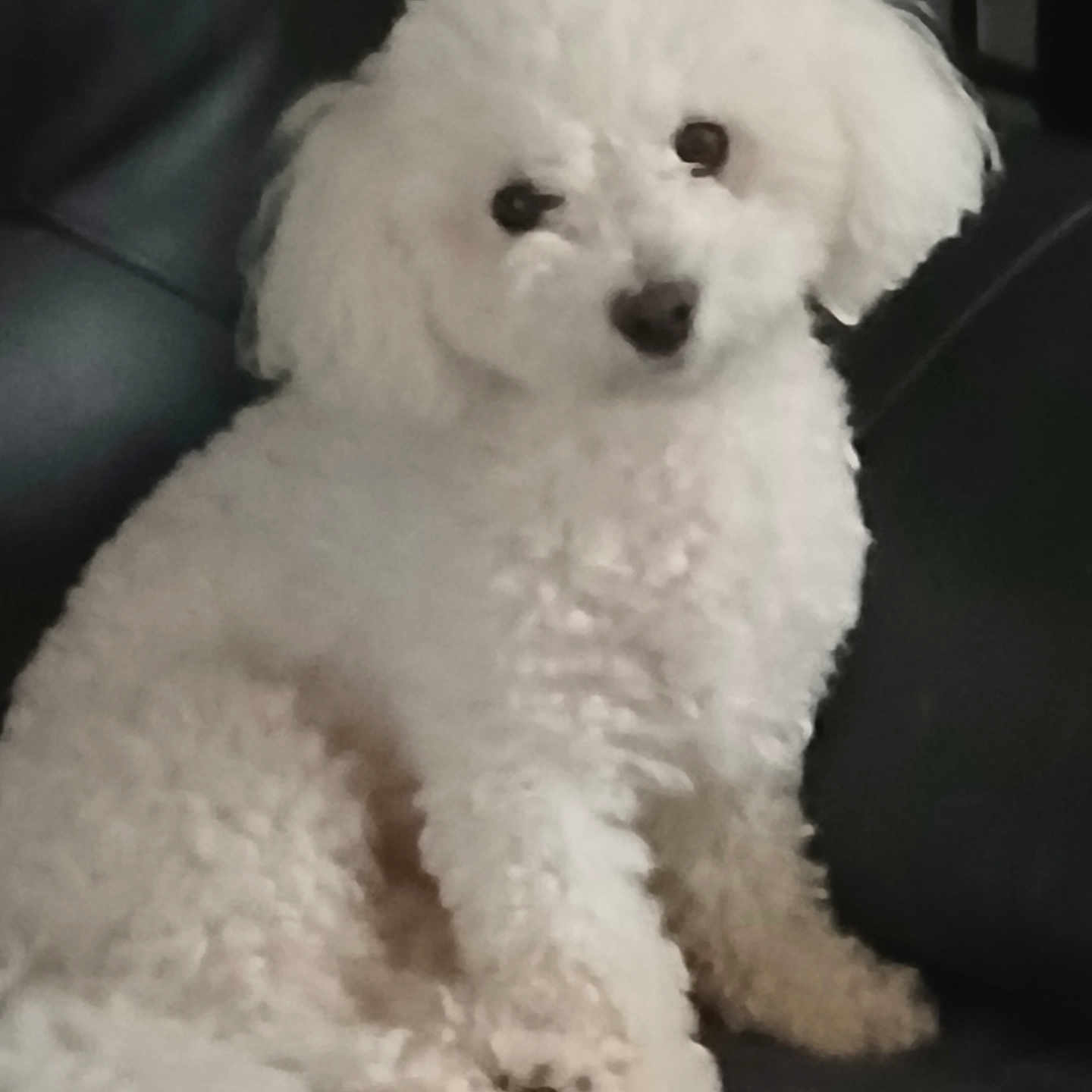 Vaya participe au concours pour gagner de l'argent avec cette photo : dog, white_dog, fluffy, curly_fur, small_dog, pet, animal, sitting, portrait, head_tilt, dark_sofa, indoor, living_room, companion, cute, adorable, black_nose, dark_eyes, photography, closeup