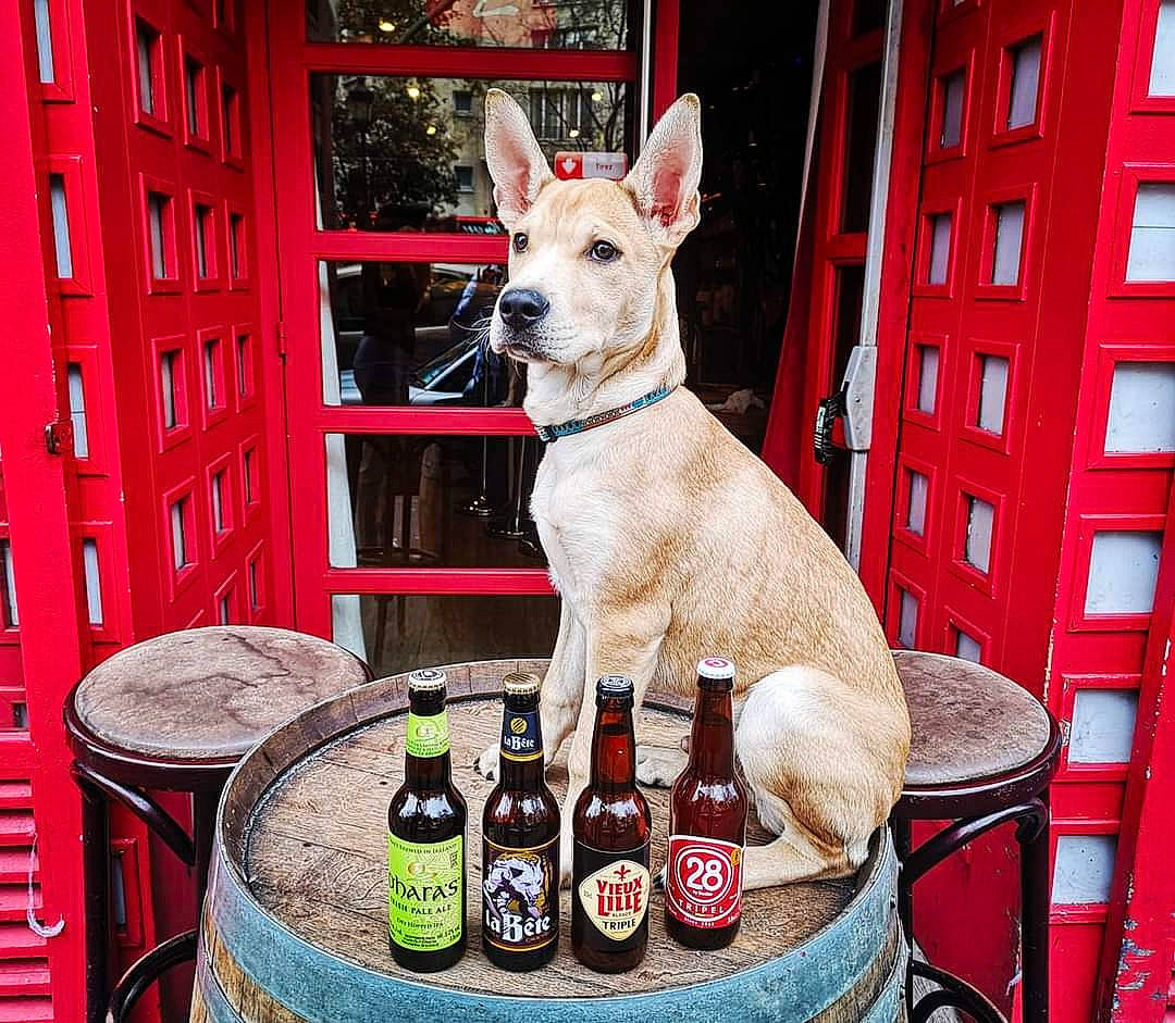 Django participe au concours pour gagner de l'argent avec cette photo : beer, beer_bottle, bottle, canidae, carnivore, chair, collar, companion_dog, dog, dog_breed, dog_collar, dog_supply, door, fawn, pet_supply, snout, sporting_group, table, tableware, working_animal