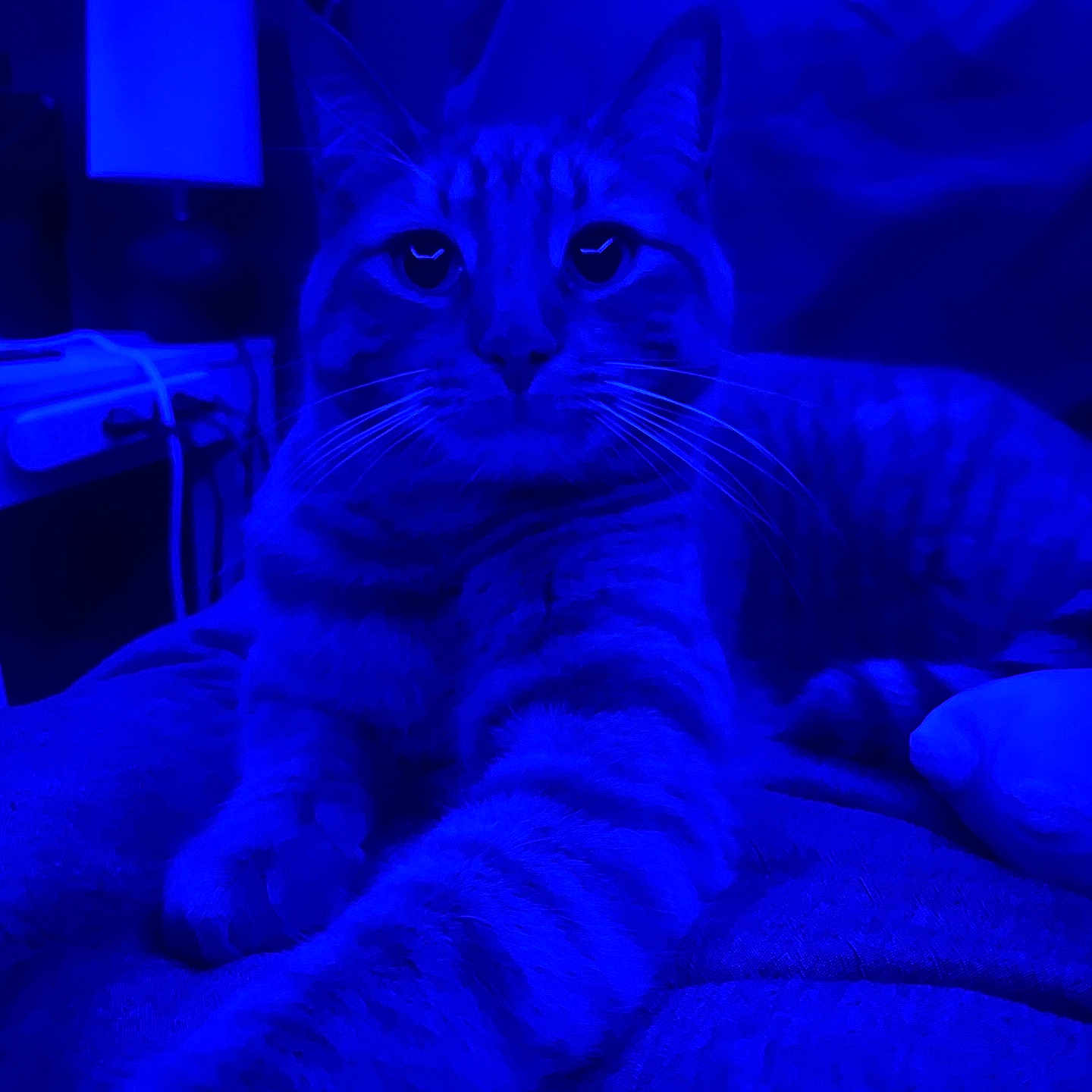 Milo joined the competition — help win amazing prizes! cat, feline, pet, indoor, blue_light, close_up, whiskers, paw, striped, fur, bed, blanket, relaxed, looking_at_camera, animal, domestic_cat, cozy, night, portrait, mood_lighting
